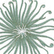 Curly Urchin Green