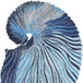 Jewel Nautilus Blue