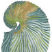 Jewel Nautilus Green