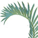 Martinique Green