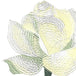 Rosebud White