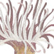 Sea Anemone Copper