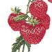 Strawberry Red
