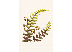 Fern