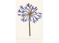 Blue Agapantha - Natural Linen Guest