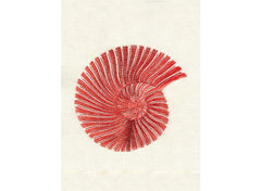 Red/Natural White